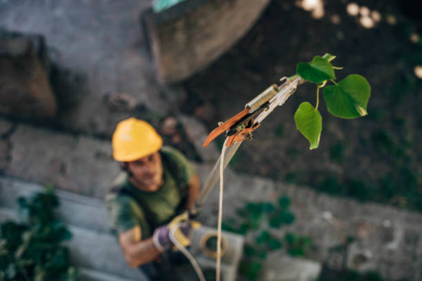 Holcom, KS  Tree Services Company