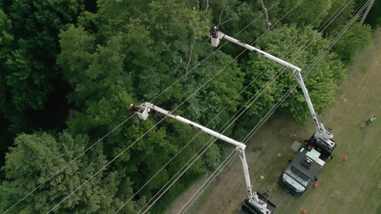 Tree and Shrub Care in Holcom, KS